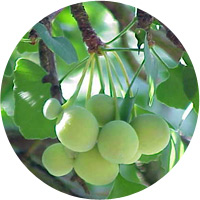 гинкго билоба