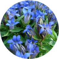 горечавка